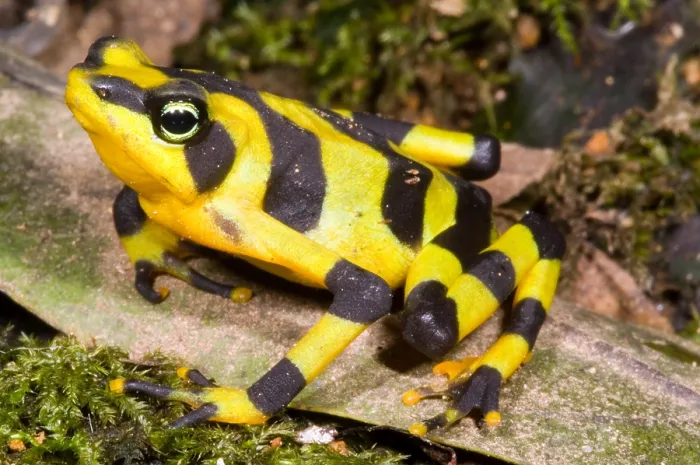 Gerahmter Druck : Harlekin-Frosch