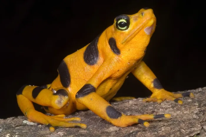Gerahmter Druck : Harlekin-Frosch Gerahmter Druck : Harlekin-Frosch