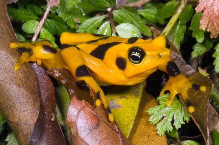 Gerahmter Druck : Harlekin-Frosch Gerahmter Druck : Harlekin-Frosch
