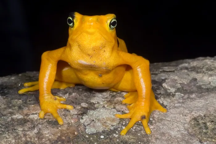 Gerahmter Druck : Harlekin-Frosch Gerahmter Druck : Harlekin-Frosch