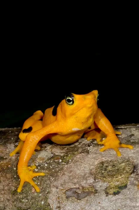 Gerahmter Druck : Harlekin-Frosch Gerahmter Druck : Harlekin-Frosch
