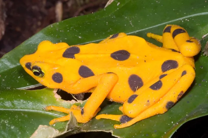 Gerahmter Druck : Harlekin-Frosch Gerahmter Druck : Harlekin-Frosch