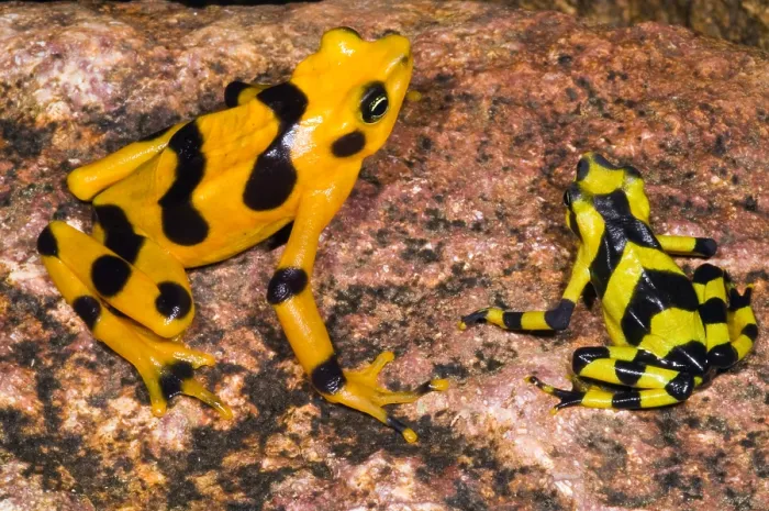 Gerahmter Druck : Harlekin-Frosch Gerahmter Druck : Harlekin-Frosch