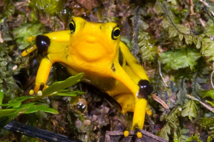 Gerahmter Druck : Harlekin-Frosch Gerahmter Druck : Harlekin-Frosch