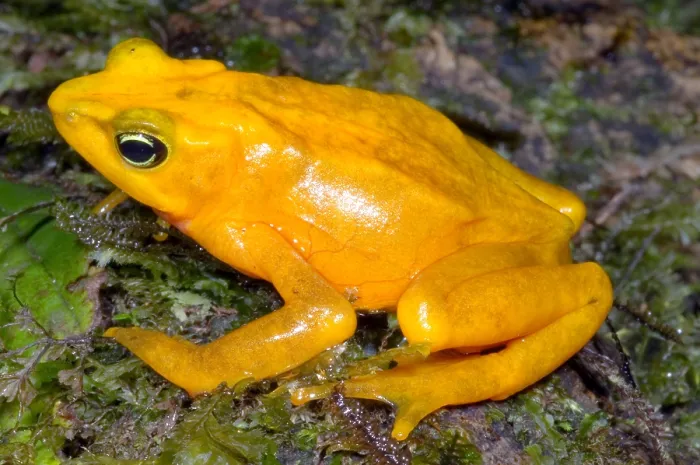 Gerahmter Druck : Harlekin-Frosch