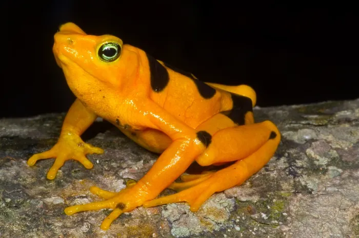 Gerahmter Druck : Harlekin-Frosch Gerahmter Druck : Harlekin-Frosch