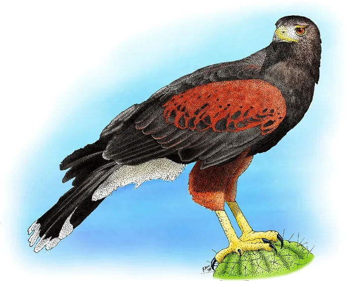 Gerahmter Druck : Harrisbussard Gerahmter Druck : Harrisbussard