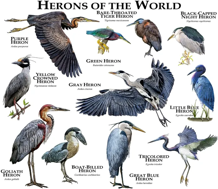 Gerahmter Druck : Vögel der Welt Gerahmter Druck : Vögel der Welt