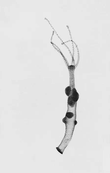 Gerahmter Druck : Hydra, Lichtmikroskopie Gerahmter Druck : Hydra, Lichtmikroskopie