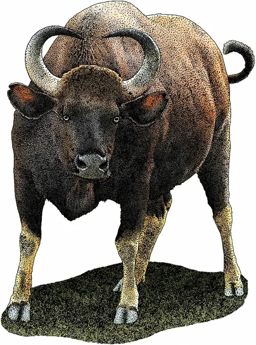Gerahmter Druck : Indischer Gaur Gerahmter Druck : Indischer Gaur