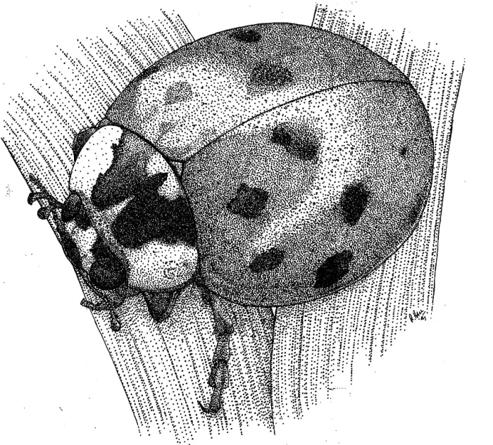 Gerahmter Druck : Ladybug-Käfer Gerahmter Druck : Ladybug-Käfer