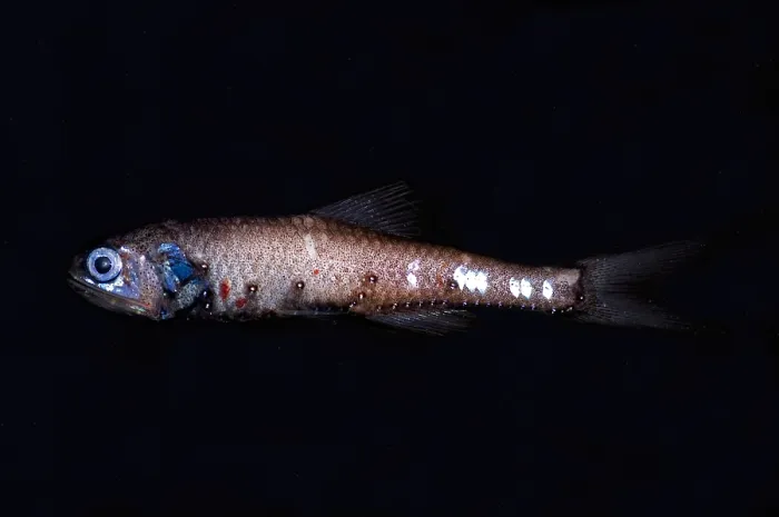 Gerahmter Druck : Lanternfish Gerahmter Druck : Lanternfish