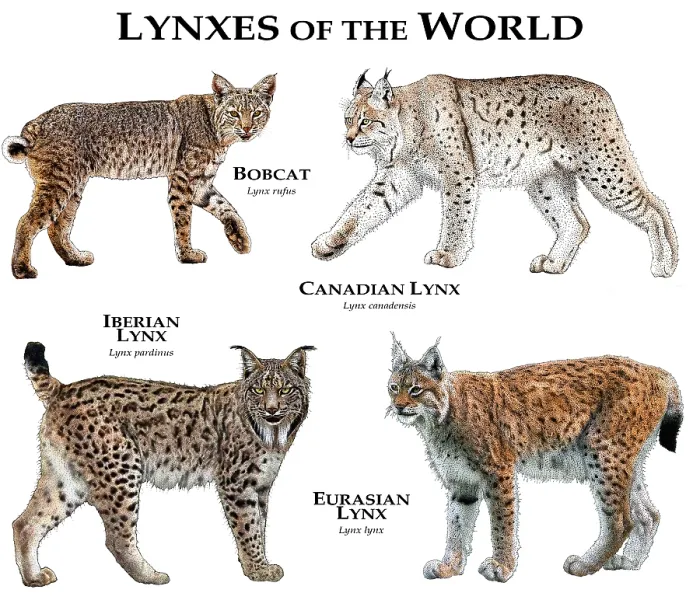 Gerahmter Druck : Lynx der Welt
