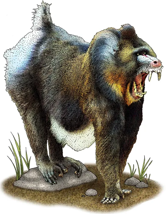 Gerahmter Druck : Mandrill. Illustration einer Mandrill (Mandrillus sphinx) Gerahmter Druck : Mandrill. Illustration einer Mandrill (Mandrillus sphinx)