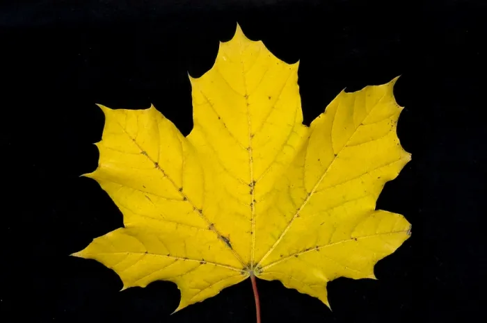 Gerahmter Druck : Maple Leaf Gerahmter Druck : Maple Leaf