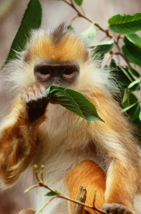 Gerahmter Druck : Gefleckter Langur Gerahmter Druck : Gefleckter Langur