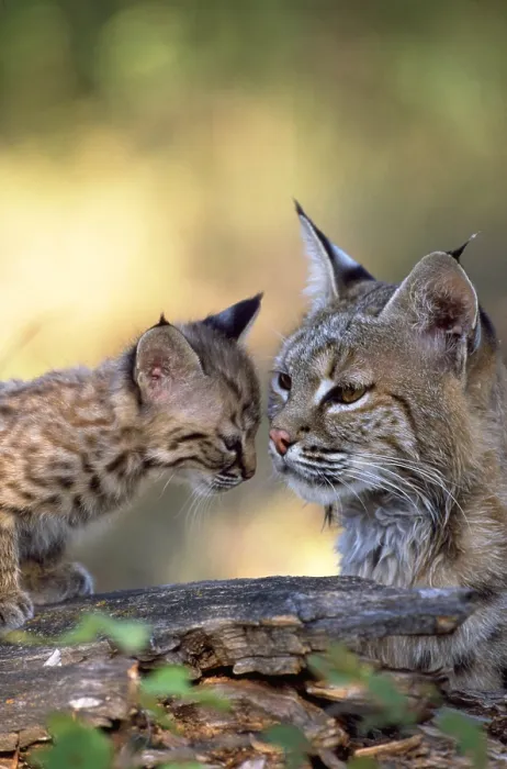 Gerahmter Druck : Kater mit Kitten Gerahmter Druck : Kater mit Kitten