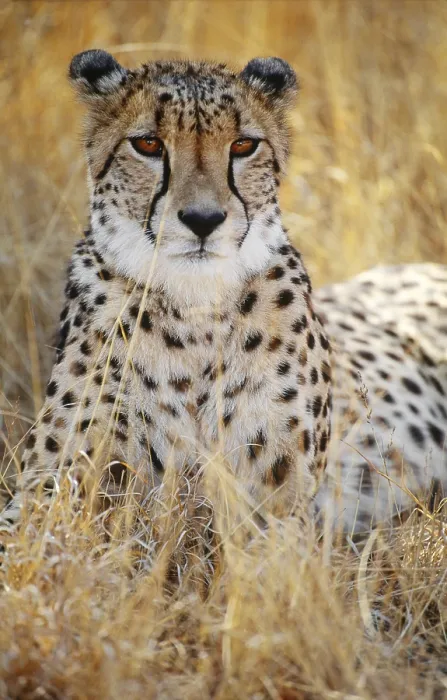 Gerahmter Druck : Cheetah. Cheeta (Acinonyx jubatus) im Okavango-Delta, Botswana