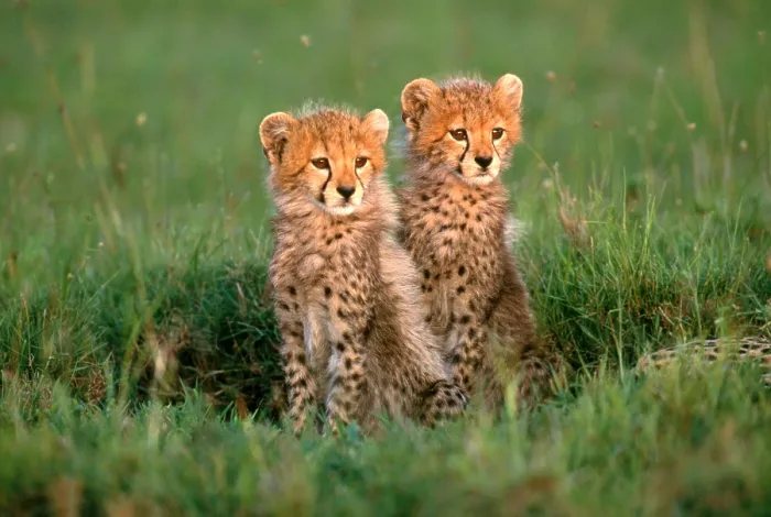 Gerahmter Druck : Cheetah-Küken Gerahmter Druck : Cheetah-Küken