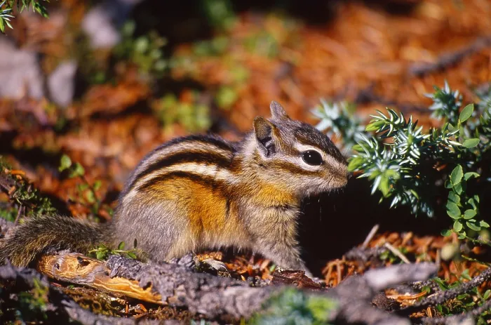 Gerahmter Druck : Kleinster Eichhörnchen, Alberta, Kanada. Gerahmter Druck : Kleinster Eichhörnchen, Alberta, Kanada.