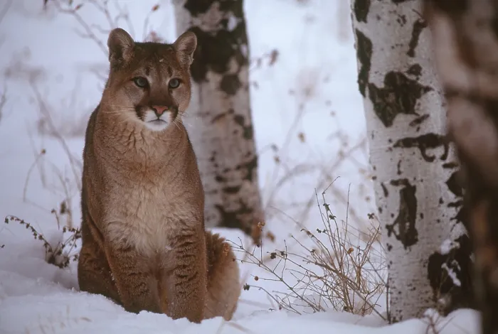 Gerahmter Druck : Cougar. Puma concolor (Cougar); Montana