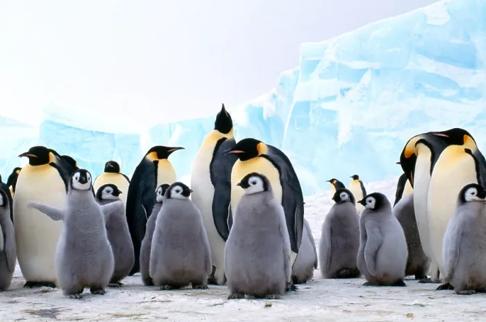 Gerahmter Druck : Kaiserpinguine mit Jungtieren.
