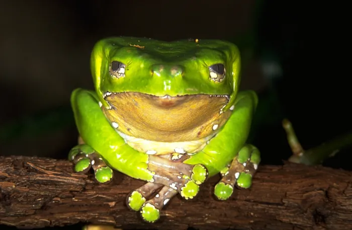 Gerahmter Druck : Riesengrün Blattfrosch Gerahmter Druck : Riesengrün Blattfrosch