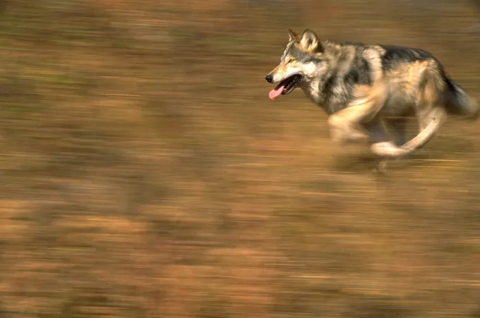 Gerahmter Druck : Grauer Wolf läuft.