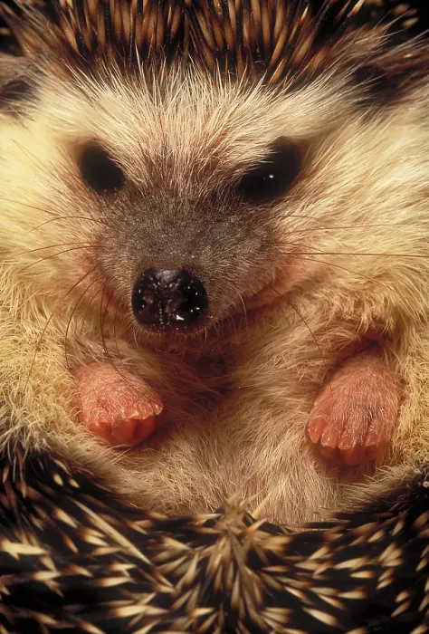 Gerahmter Druck : Hedgehog Gerahmter Druck : Hedgehog