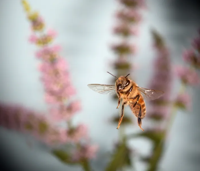 Gerahmter Druck : Bienchen im Flug Gerahmter Druck : Bienchen im Flug