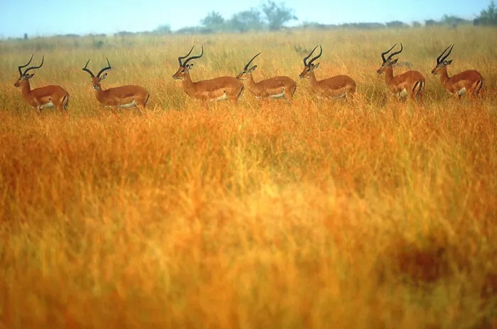 Gerahmter Druck : Impalas Gerahmter Druck : Impalas
