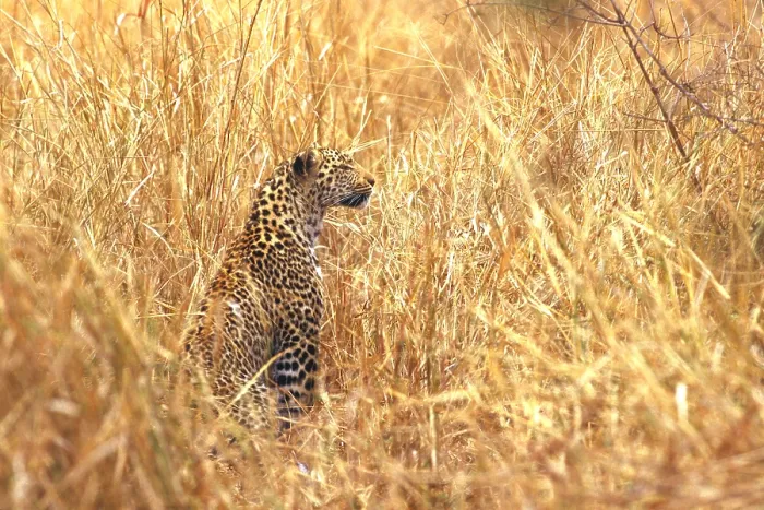 Gerahmter Druck : Leopard. Südafrika, Kalahari-Wüste, Leopard (Panthera pardus)