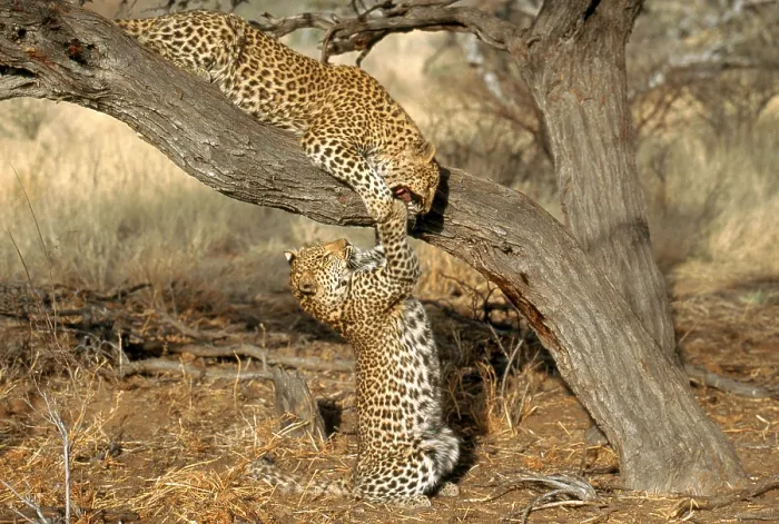 Gerahmter Druck : Leopard (Panthera pardus) Gerahmter Druck : Leopard (Panthera pardus)