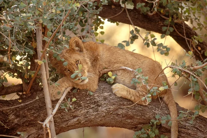 Gerahmter Druck : Löwe ruht in Baum. Gerahmter Druck : Löwe ruht in Baum.
