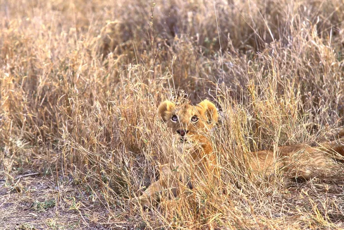 Gerahmter Druck : Lioness. Südafrika, Londolozi Preserve, Löwe (Panthera leo) sitzt im Gras Gerahmter Druck : Lioness. Südafrika, Londolozi Preserve, Löwe (Panthera leo) sitzt im Gras