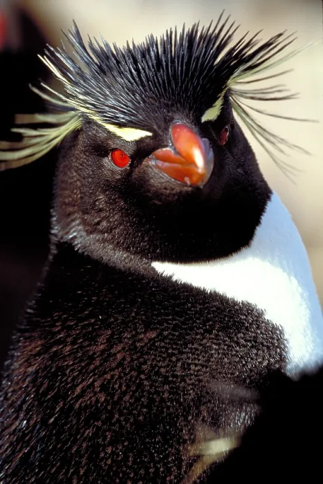 Gerahmter Druck : Kempenschnabel-Pinguin Gerahmter Druck : Kempenschnabel-Pinguin
