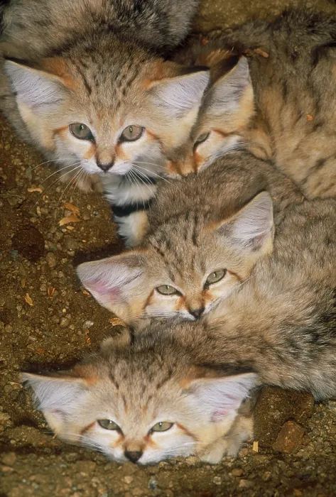 Gerahmter Druck : Sandkatzen