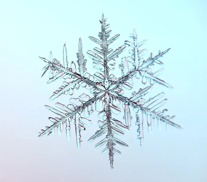 Gerahmter Druck : Schneeflocke unter dem Mikroskop Gerahmter Druck : Schneeflocke unter dem Mikroskop