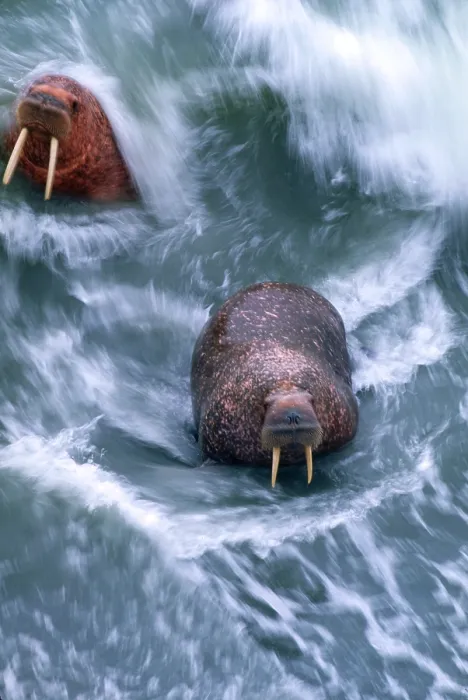 Gerahmter Druck : Walrus. Walrosse in Cape Peirce National Wildlife Reserve, Alaska