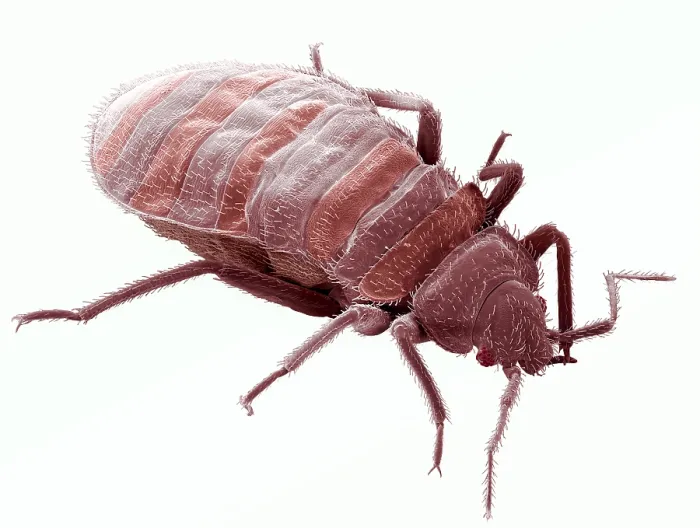 Gerahmter Druck : Kreuzotter, Cimex lectularius, unter einem Mikroskop (SEM). Gerahmter Druck : Kreuzotter, Cimex lectularius, unter einem Mikroskop (SEM).