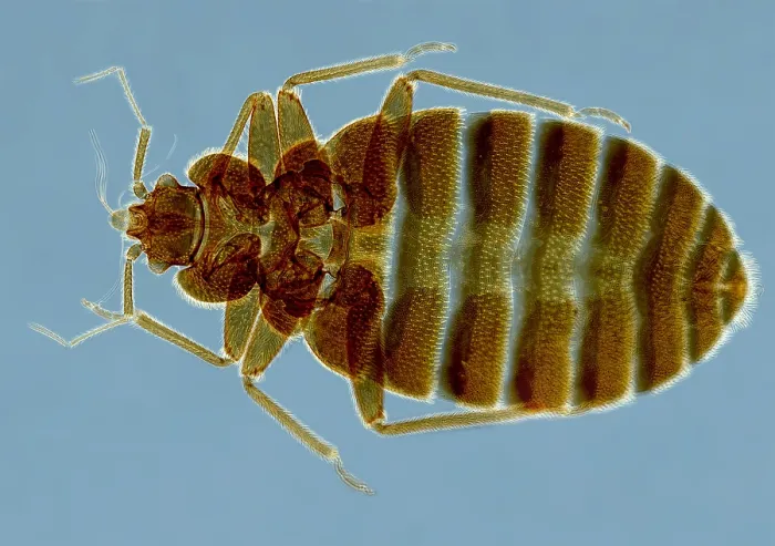 Gerahmter Druck : Kreuzotter, Cimex lectularius, unter einem Mikroskop (SEM) Gerahmter Druck : Kreuzotter, Cimex lectularius, unter einem Mikroskop (SEM)