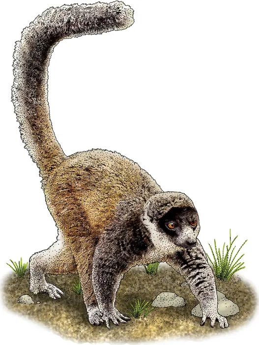 Gerahmter Druck : Mongoose Lemur Gerahmter Druck : Mongoose Lemur