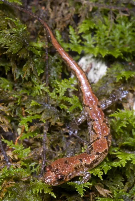 Gerahmter Druck : Ocoee-Salamander Gerahmter Druck : Ocoee-Salamander