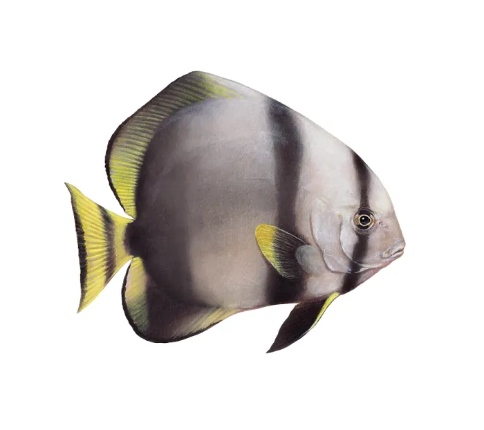 Gerahmter Druck : Orbicularischer Plattfisch (Platax orbicularis) Gerahmter Druck : Orbicularischer Plattfisch (Platax orbicularis)