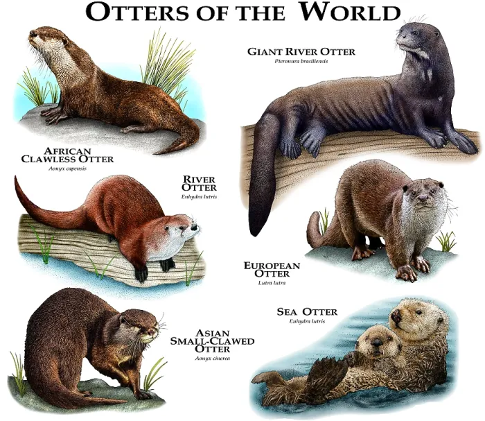 Gerahmter Druck : Otter der Welt Gerahmter Druck : Otter der Welt