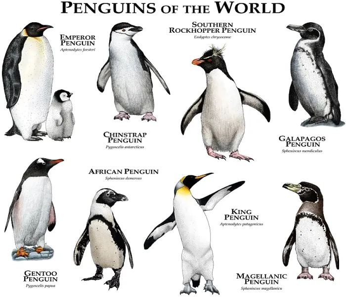 Gerahmter Druck : Pinguine der Welt