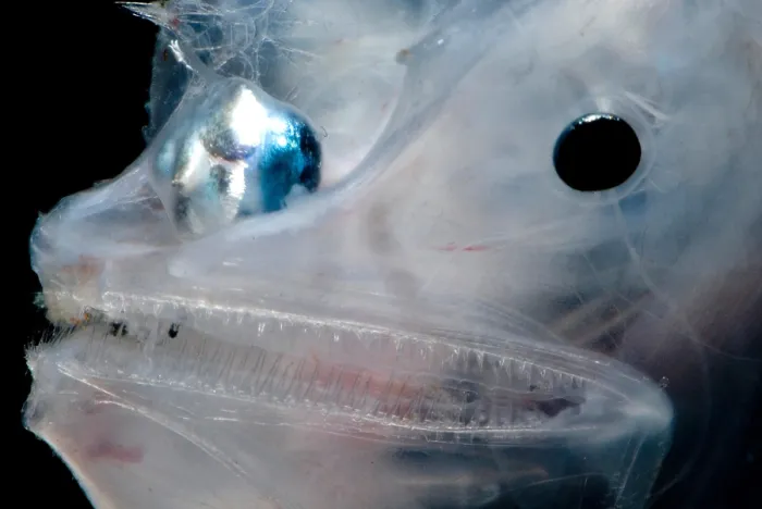 Gerahmter Druck : Phantom-Anglerfisch Gerahmter Druck : Phantom-Anglerfisch