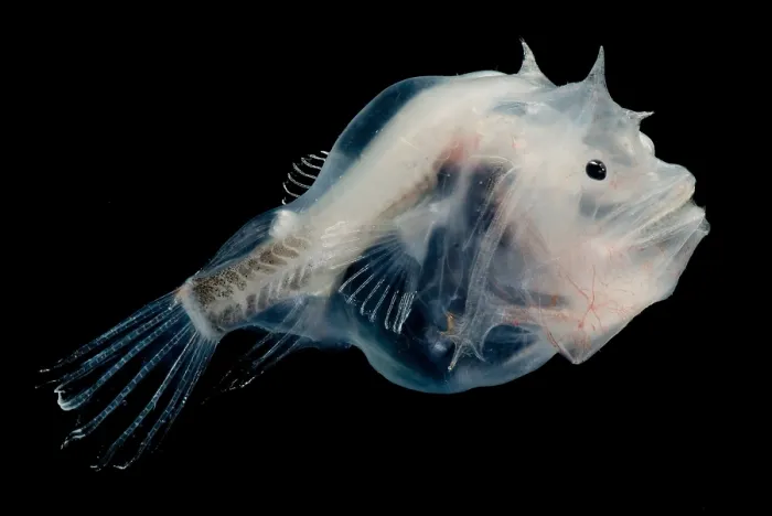 Gerahmter Druck : Phantom-Anglerfisch Gerahmter Druck : Phantom-Anglerfisch