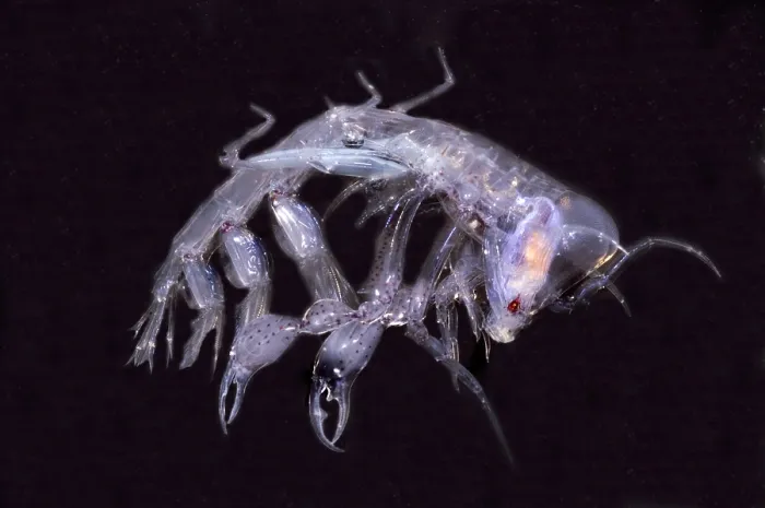 Gerahmter Druck : Phronima. Diese Art von Phronima, einem Amphipoden-Krustentier Gerahmter Druck : Phronima. Diese Art von Phronima, einem Amphipoden-Krustentier