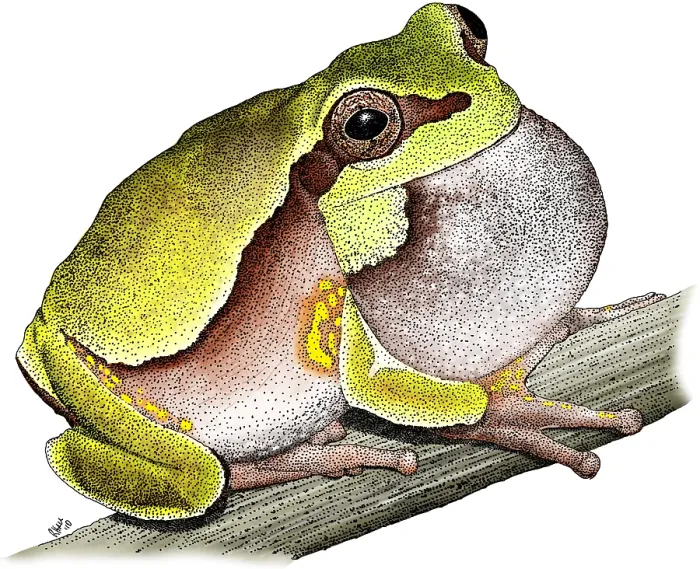 Gerahmter Druck : Pine Barrens Treefrog Gerahmter Druck : Pine Barrens Treefrog